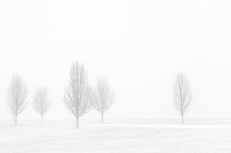 Foggy Winter Morning 9 Web