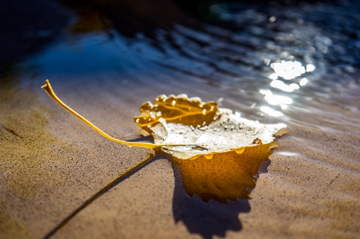 Leaf in Water 