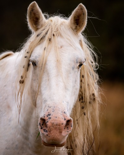 Portrait of wild horse in Missouri Ozarks