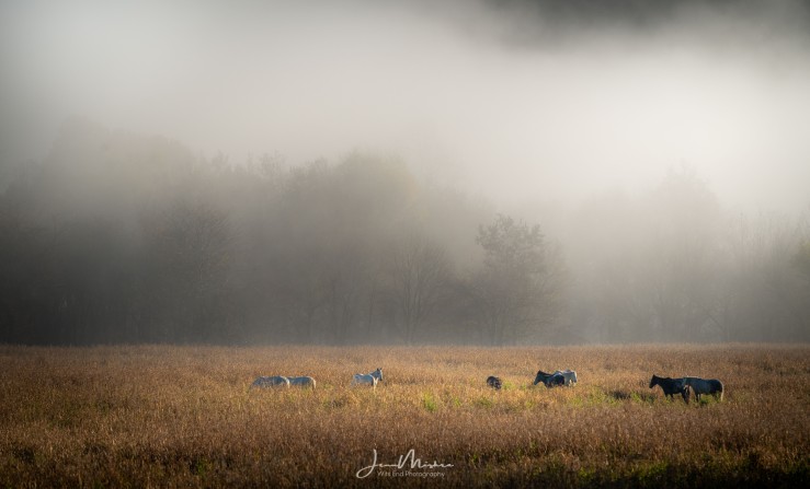 Wild horses in a field on a foggy morning in the Missouri Ozarks.