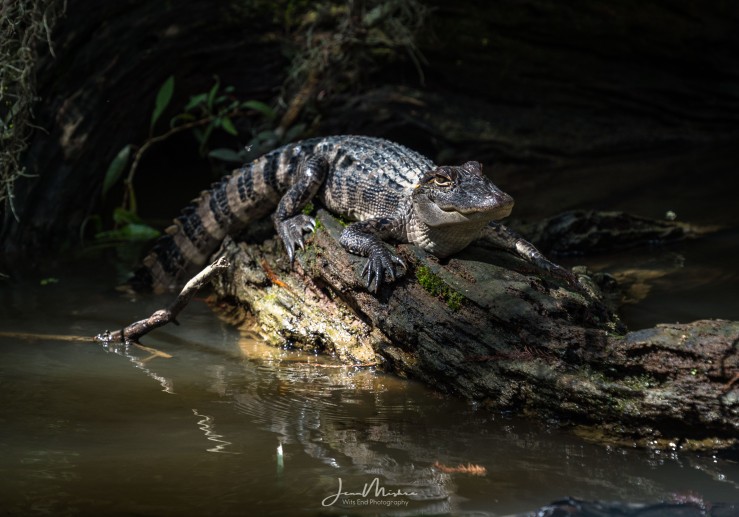 Alligator in Louisiana swamp 