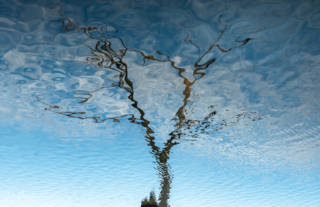 Tree in Reflection
