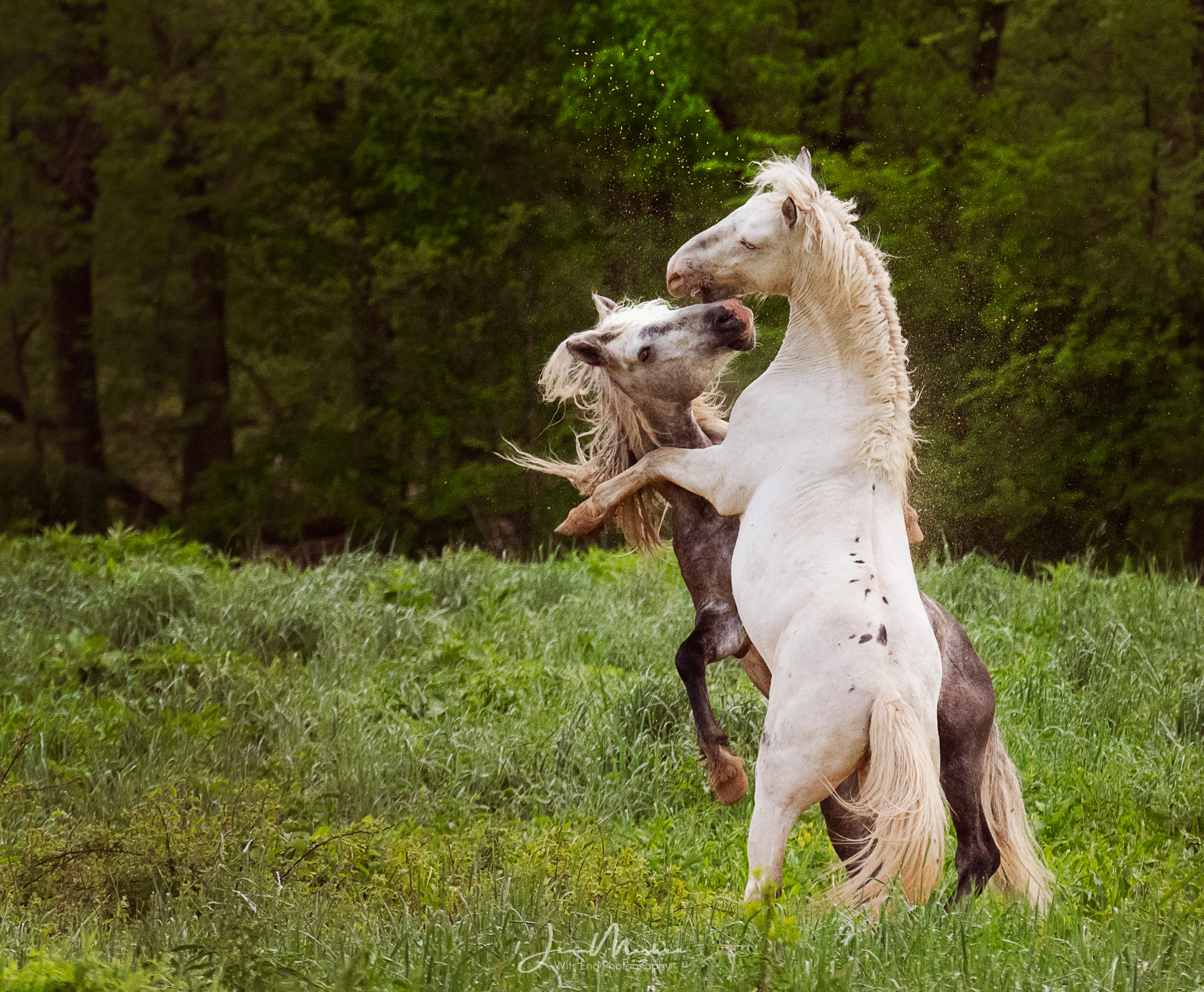 Wild horses fighting